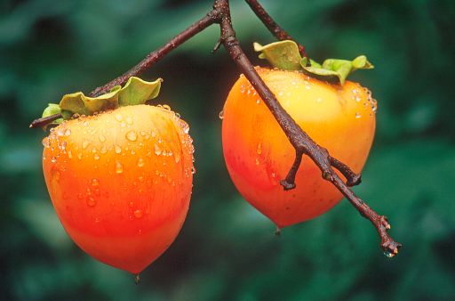 Những trái cây giúp làm đẹp da mùa hanh khô